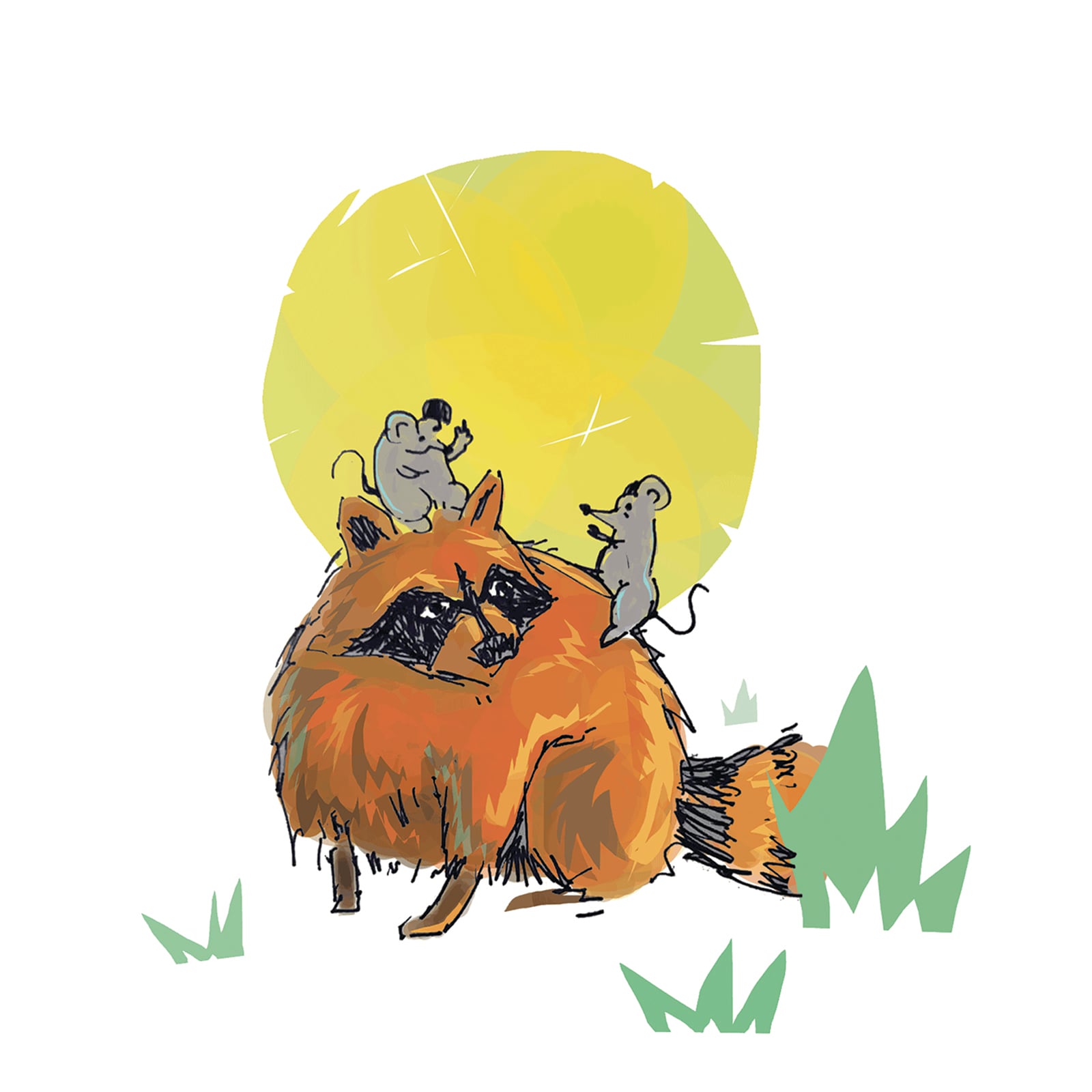 Raccoon illustration by Robert Filiuta